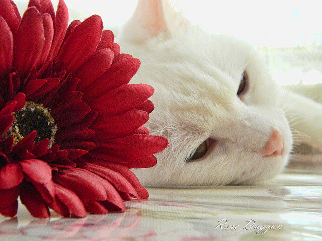 俱乐部管理体制改革进展，俱乐部型管理