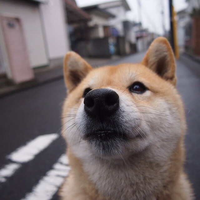 国家女篮在多场比赛中表现稳定保持连胜，女篮国家队最新名单