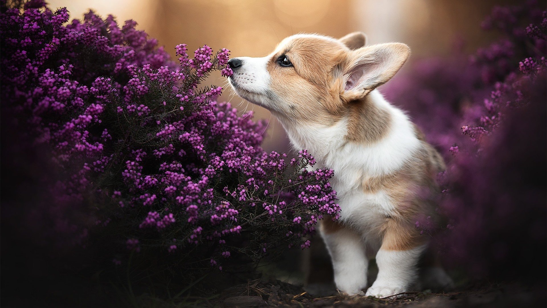 乐鱼体育官网投注-尤文小组赛战绩2胜1负，排名第二晋级16强，尤文经典比赛