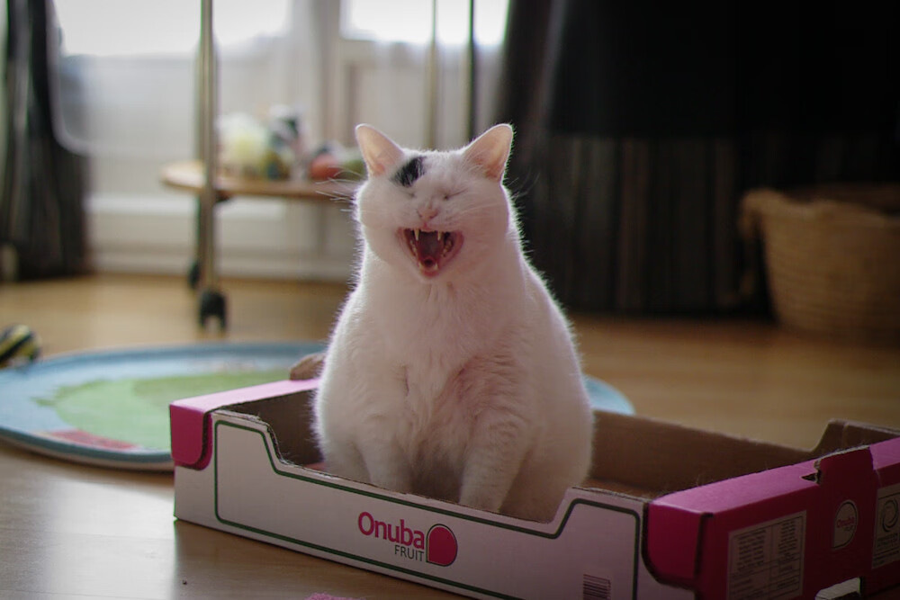 未来前景广阔:德国队如何在国际乒联混合团体世界杯中迎接新挑战