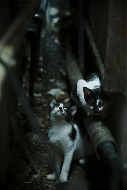 比赛直播支持手语翻译拓宽受众群体，直播的手语