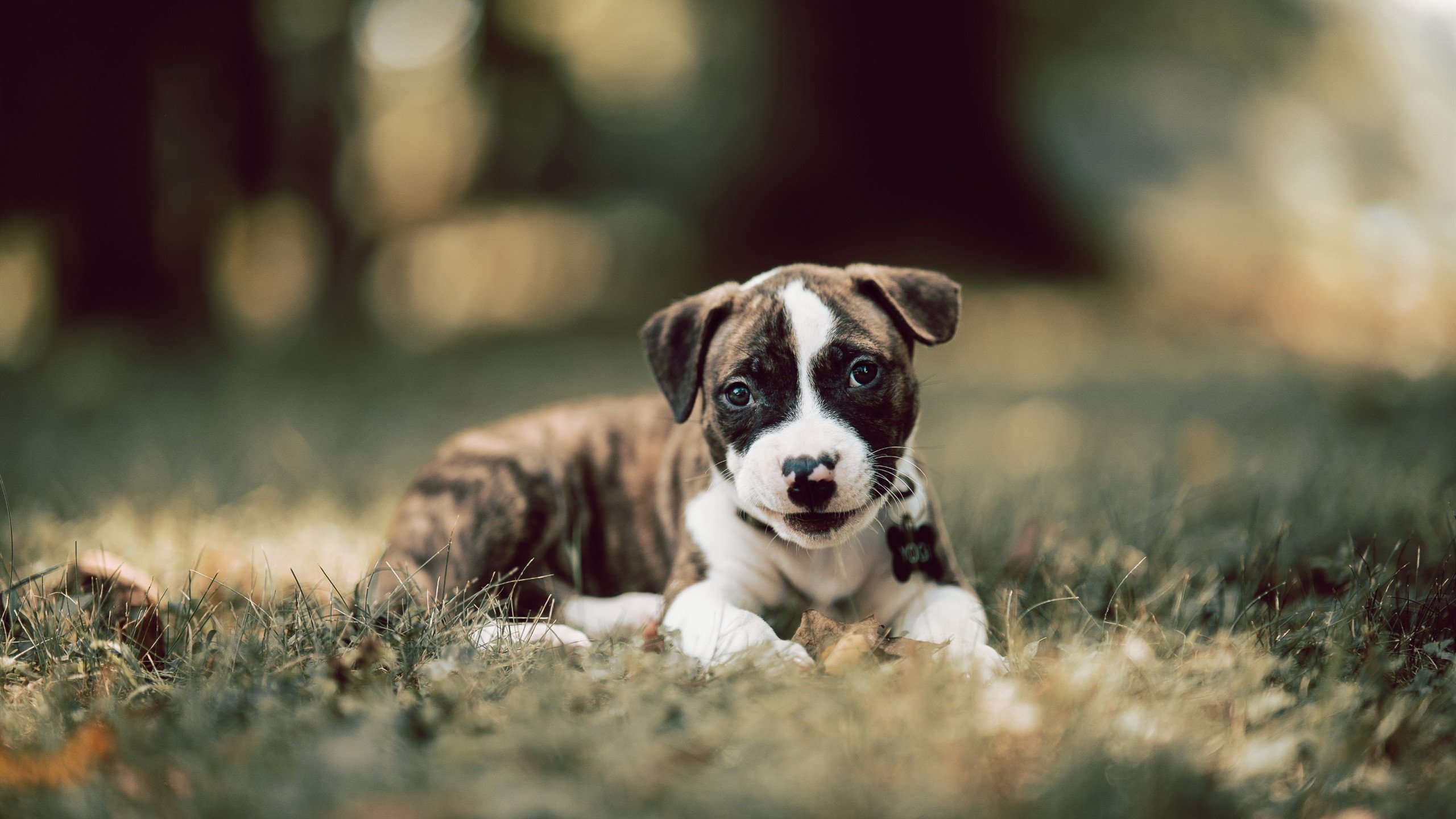 男子100米自由泳技术数据解读,男子100米自由泳技术数据解读视频