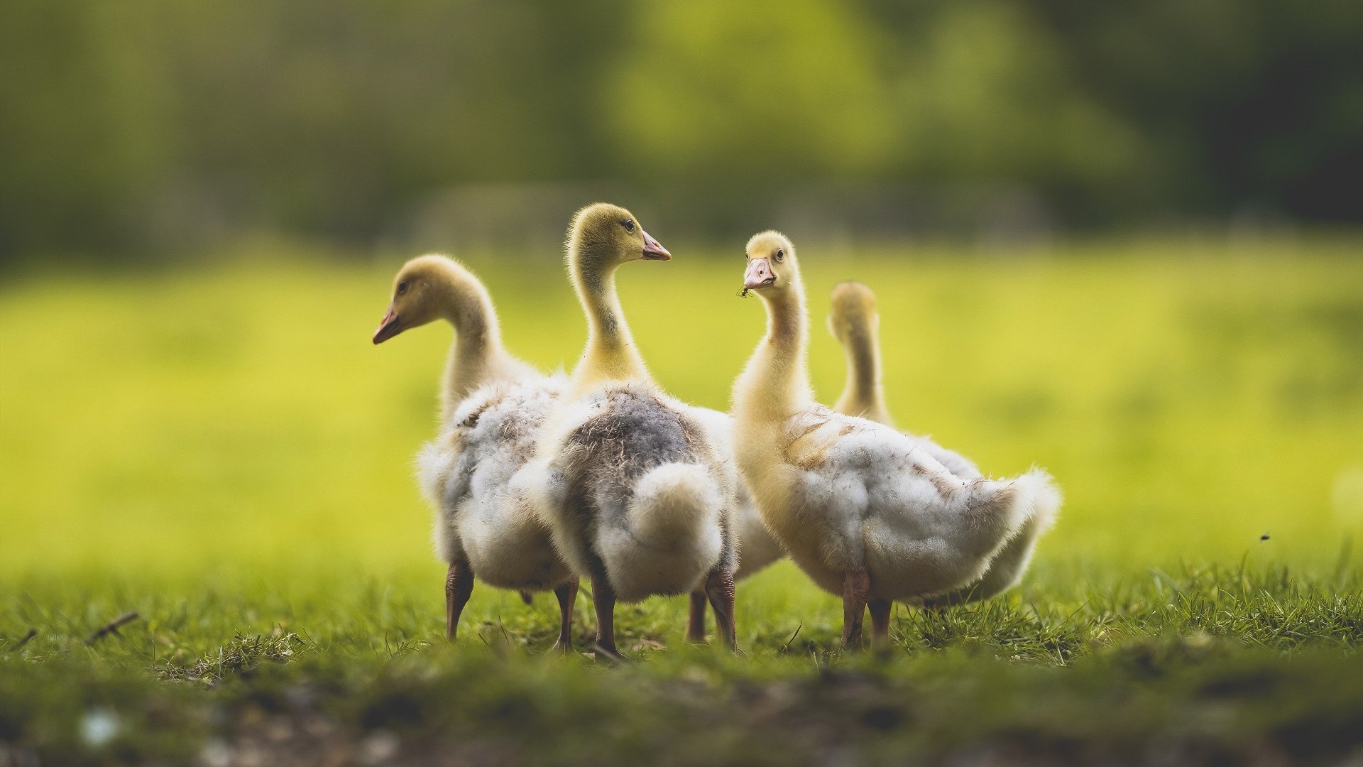 男子混合泳决赛位列前四，男子混合泳决赛视频