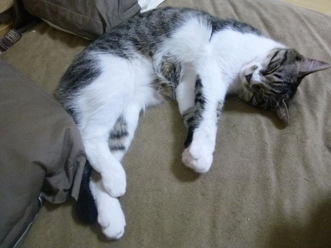 美澳蝶泳选手出发滑行距离更长，蝶泳speedo