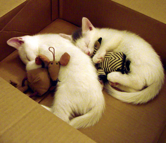 轻艇马拉松为兴隆湖注入动感节奏，兴隆湖半程马拉松官网