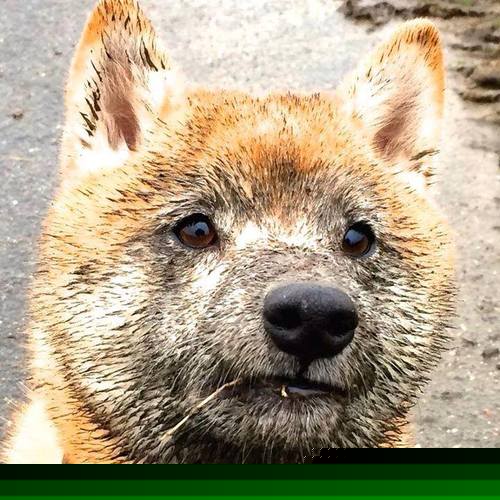 乐鱼体育官网投注-“霍斯特的超强防守，助力南非羚羊队再创佳绩”