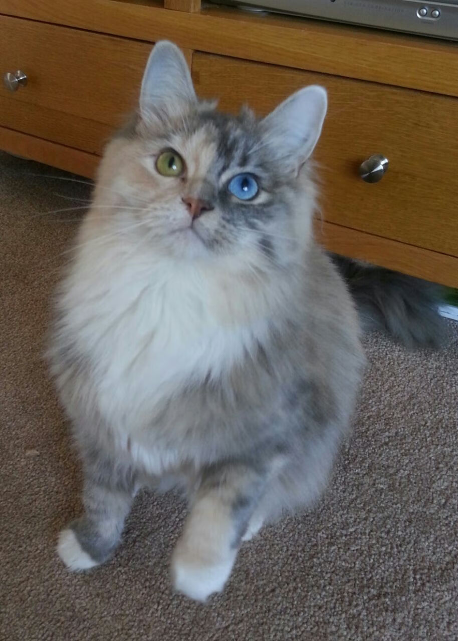 乐鱼体育平台-“安赫尔·巴尔博萨的技术稳定性与比赛洞察力，推动美洲狮队实现新突破”