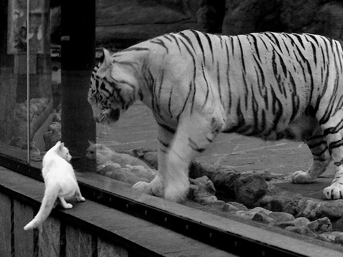 中国篮球支持退役球员转型教练管理岗位，中国篮球教练工资排行榜