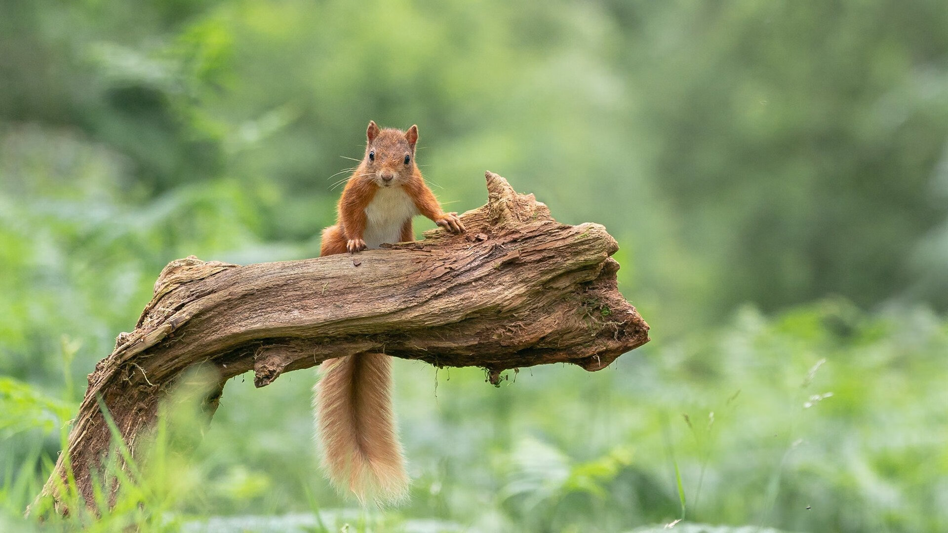 亚洲杯足球赛 谁能突破重围,亚州杯足球