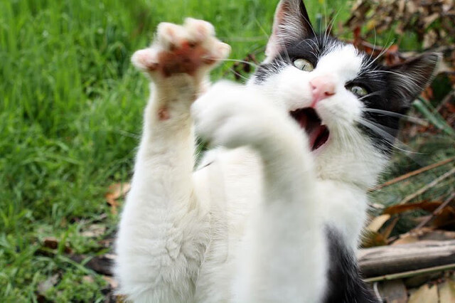 乐鱼体育在线登录-哥伦比亚女篮在美洲锦标赛中获得佳绩，攀上新高峰