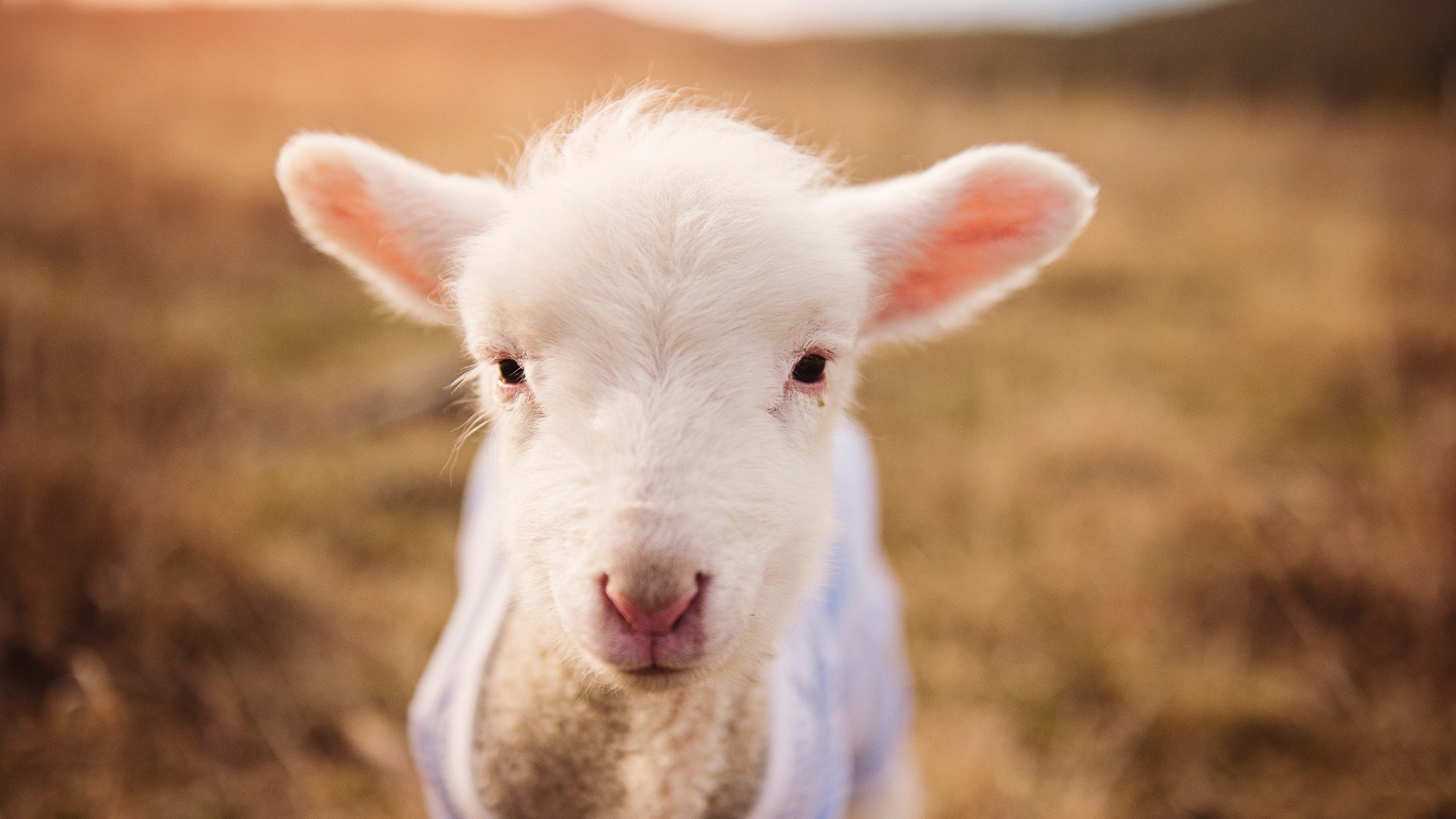 乐鱼官网介绍-多国合作开启足球绿色环保城市建设，倡导低碳运动生活